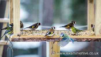 Birds will visit your garden if 1 specific fruit is kept outside