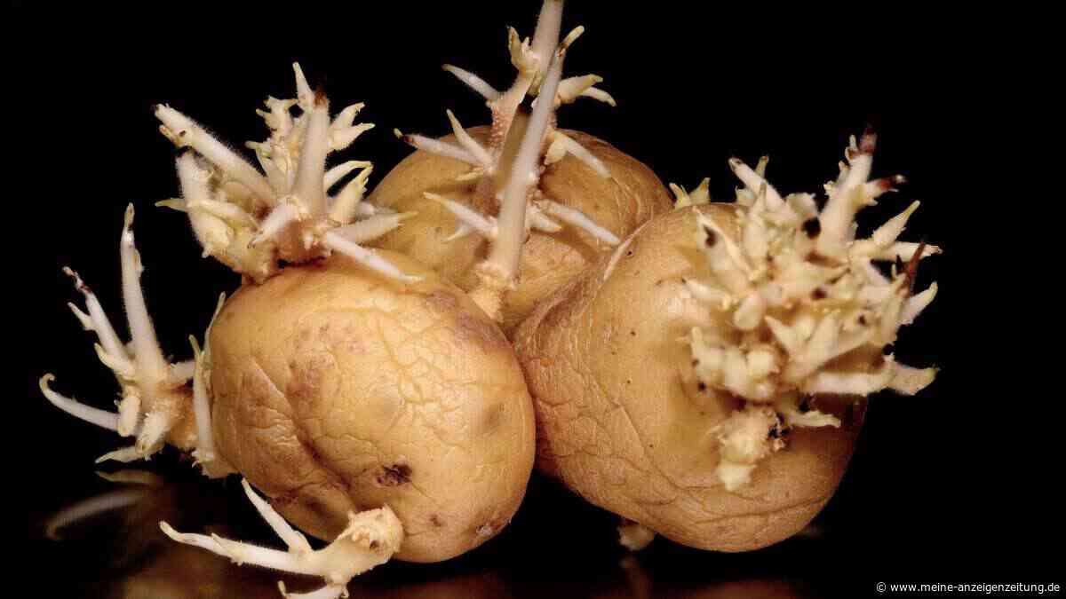 Kartoffeln richtig lagern: An diesem Ort halten sie wochenlang frisch