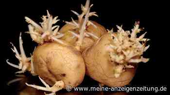 Kartoffeln richtig lagern: An diesem Ort halten sie wochenlang frisch