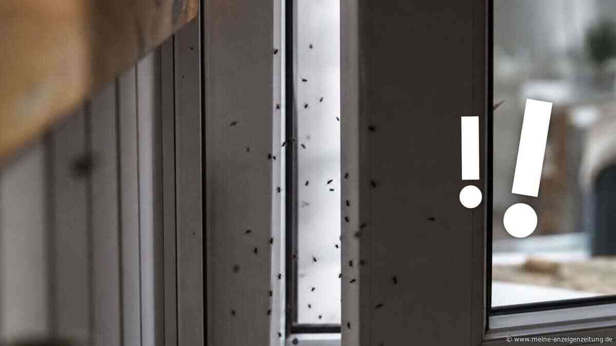 Sie kommen in Scharen ins Haus: Was hinter der Insekten-Welle steckt