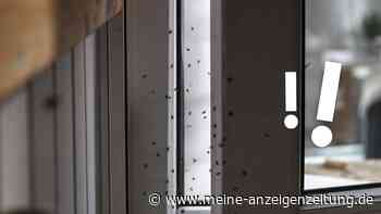 Sie kommen in Scharen ins Haus: Was hinter der Insekten-Welle steckt