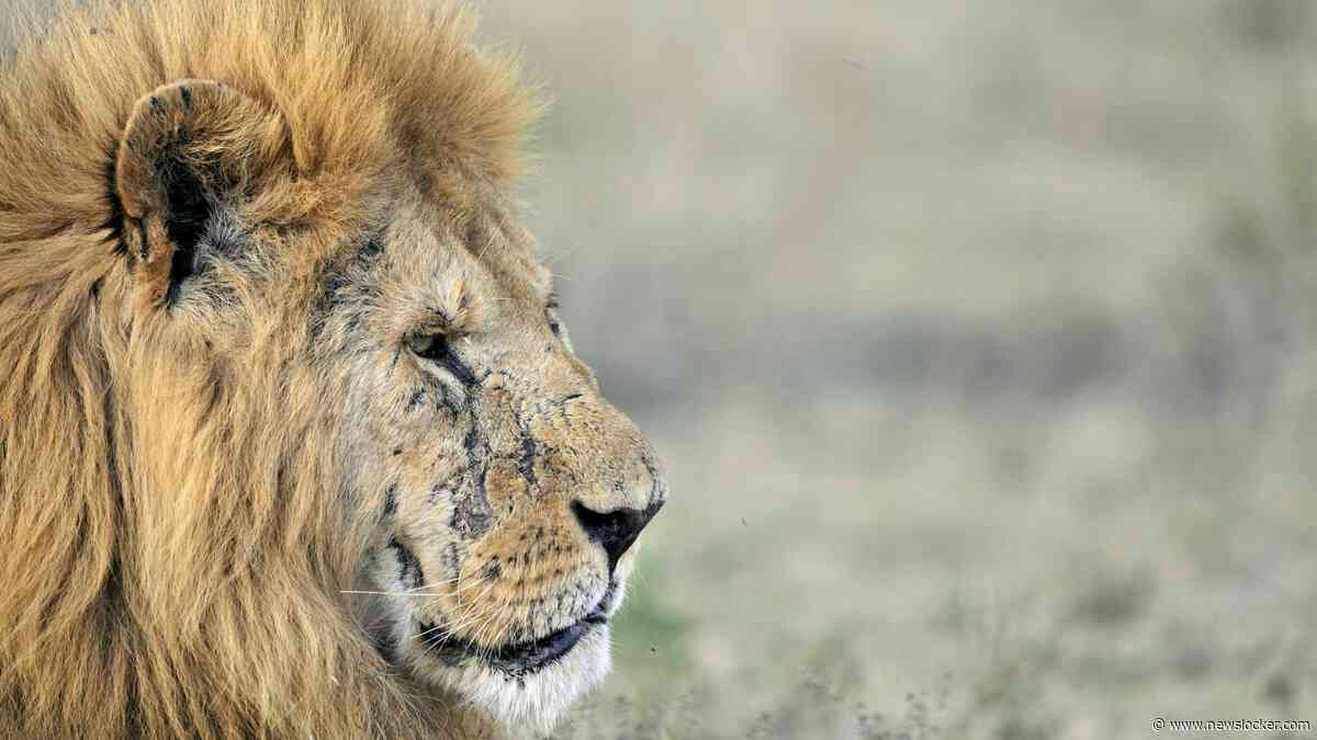 Tien leeuwen in Tanzania dood gevonden na mogelijke vergiftiging