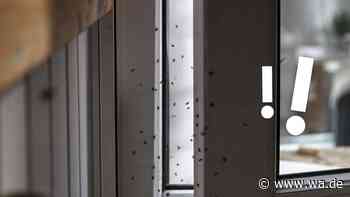 Sie kommen in Scharen ins Haus: Was hinter der Insekten-Welle steckt