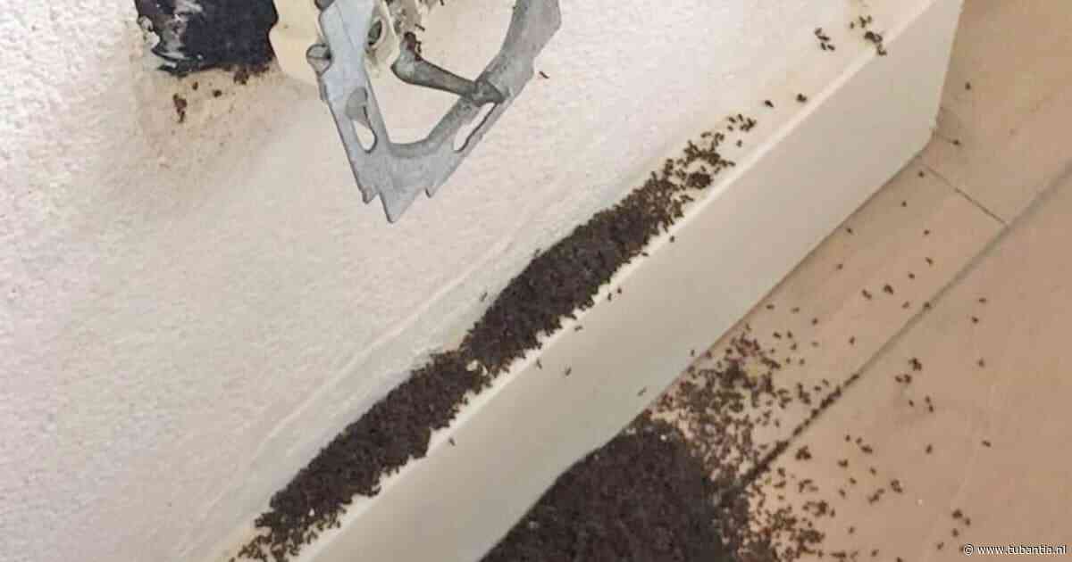 Via stopcontacten het huis in en niets kan ze stoppen: in Soestdijk worden ze stapelgek van ongekende miereninvasie