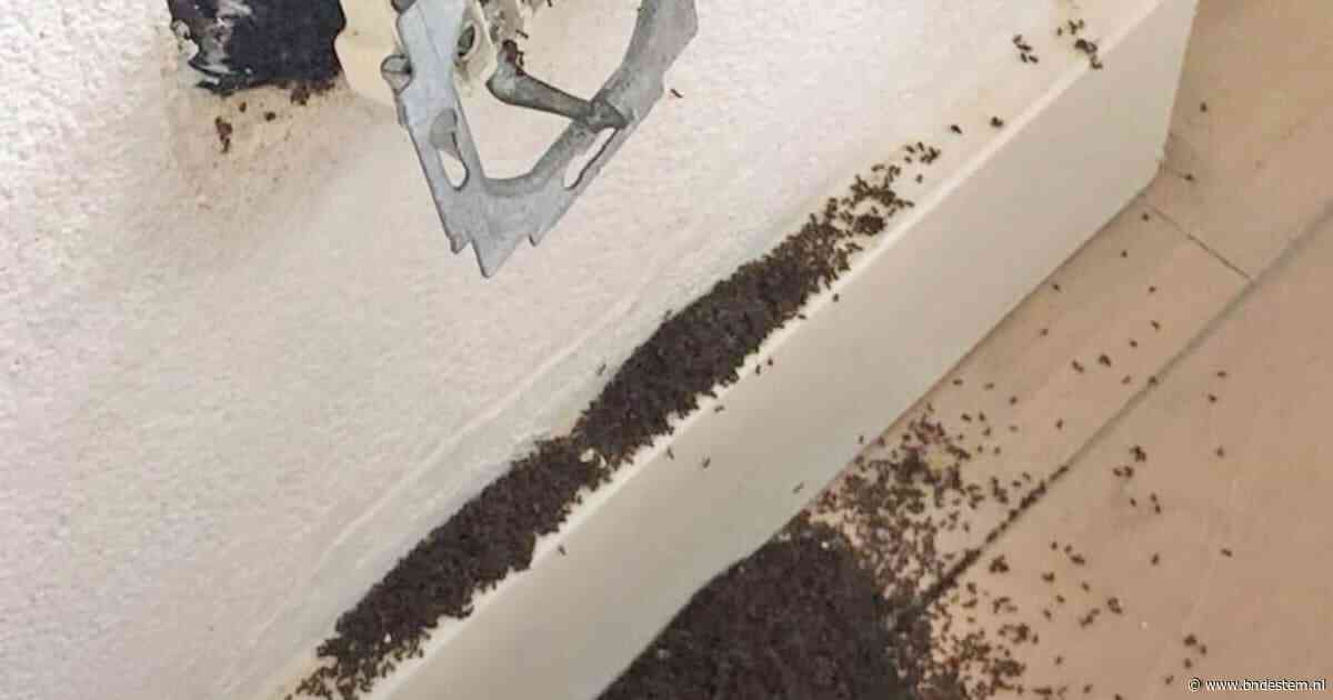 Via stopcontacten het huis in en niets kan ze stoppen: in Soestdijk worden ze stapelgek van ongekende miereninvasie