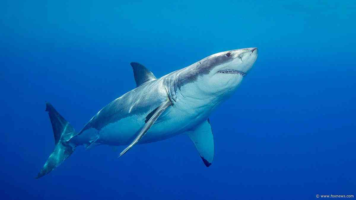 'Devoted' father and grandfather-to-be swimming at popular beach killed in suspected fatal shark attack