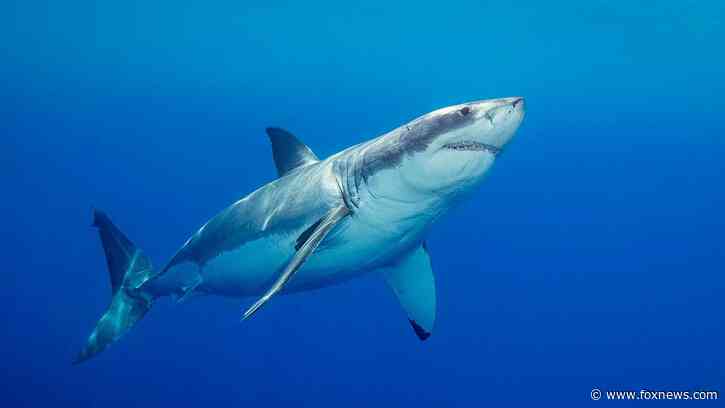'Devoted' father and grandfather-to-be swimming at popular beach killed in suspected fatal shark attack