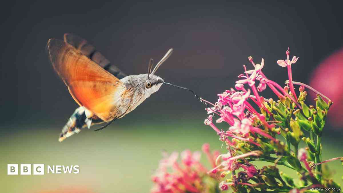 Hummingbird hawk moths and ivy bees: The insects thriving as temperatures rise