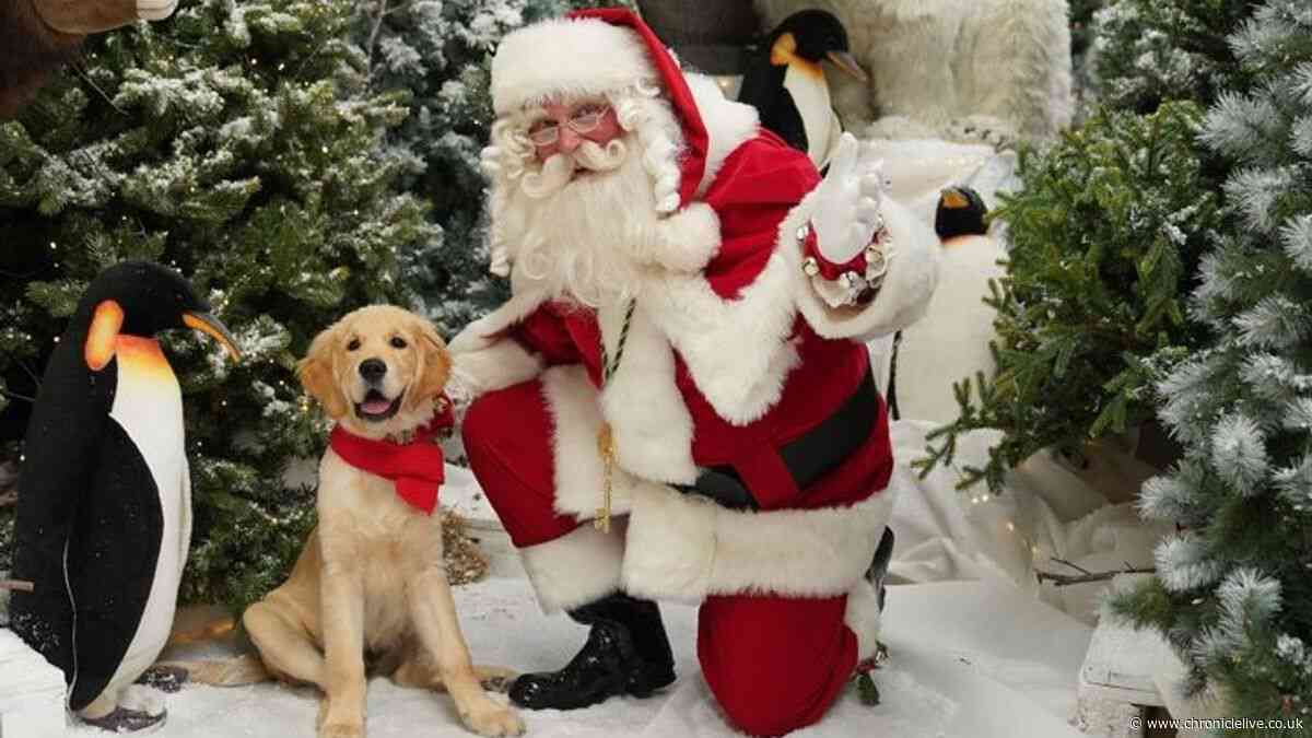 Festive jobs available across the North East - including Christmas in Alnwick and Dobbies