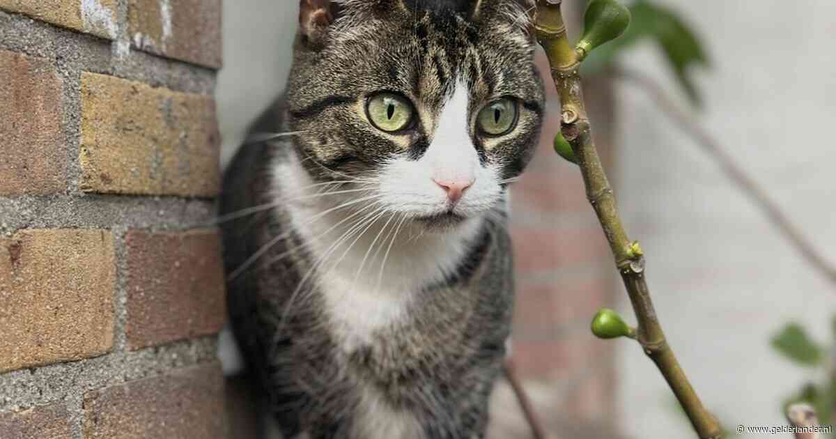Heb jij Suzu, Kenzo of Kitty gezien? Deze zeven huisdieren worden in Arnhem vermist