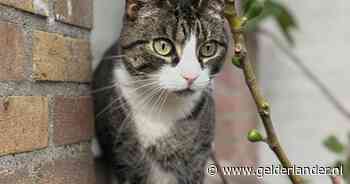 Heb jij Suzu, Kenzo of Kitty gezien? Deze zeven huisdieren worden in Arnhem vermist