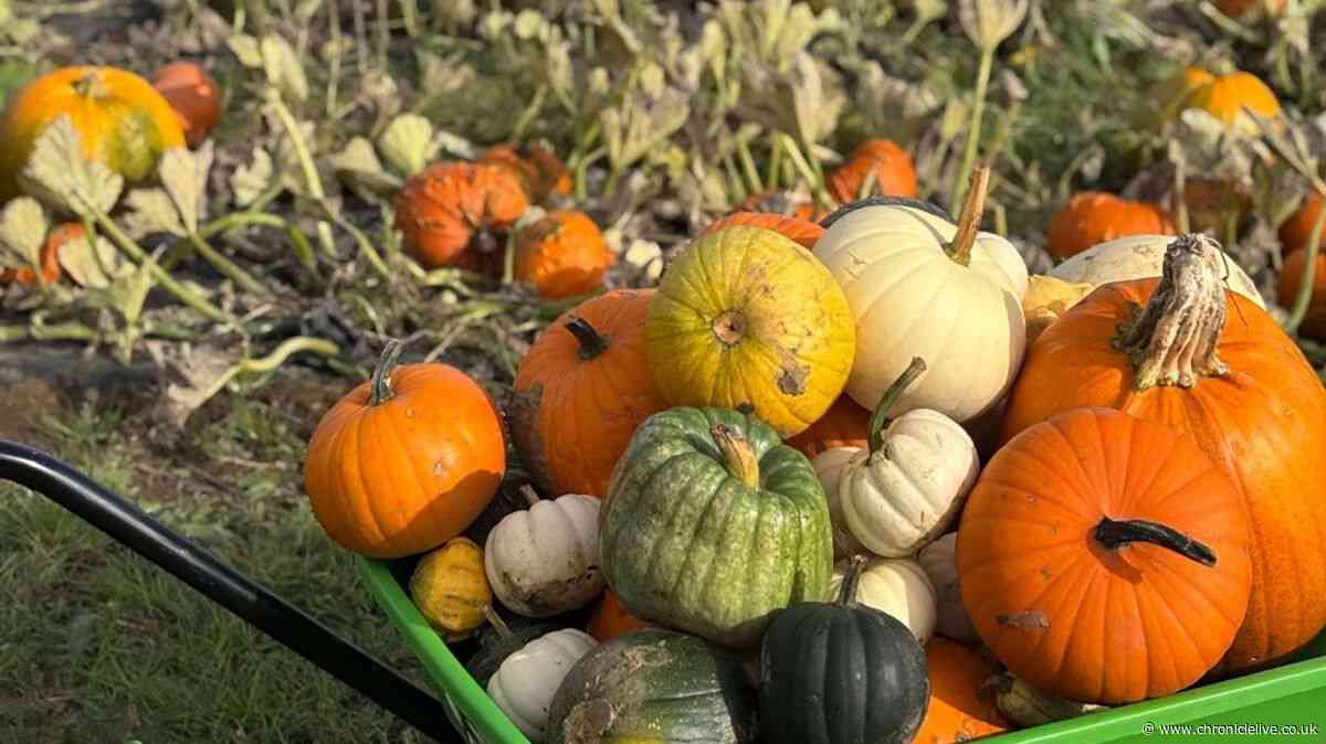 Halloween events for kids around the North East with tickets still available