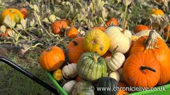Halloween events for kids around the North East with tickets still available