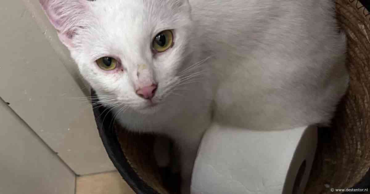 Heb jij Aletta of Snuffie gezien? Deze twee huisdieren worden in Deventer vermist