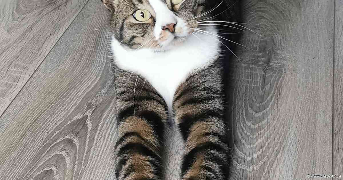 Heb jij Pixie, Sammy of Kip kip kip gezien? Deze vijf huisdieren worden in Apeldoorn vermist