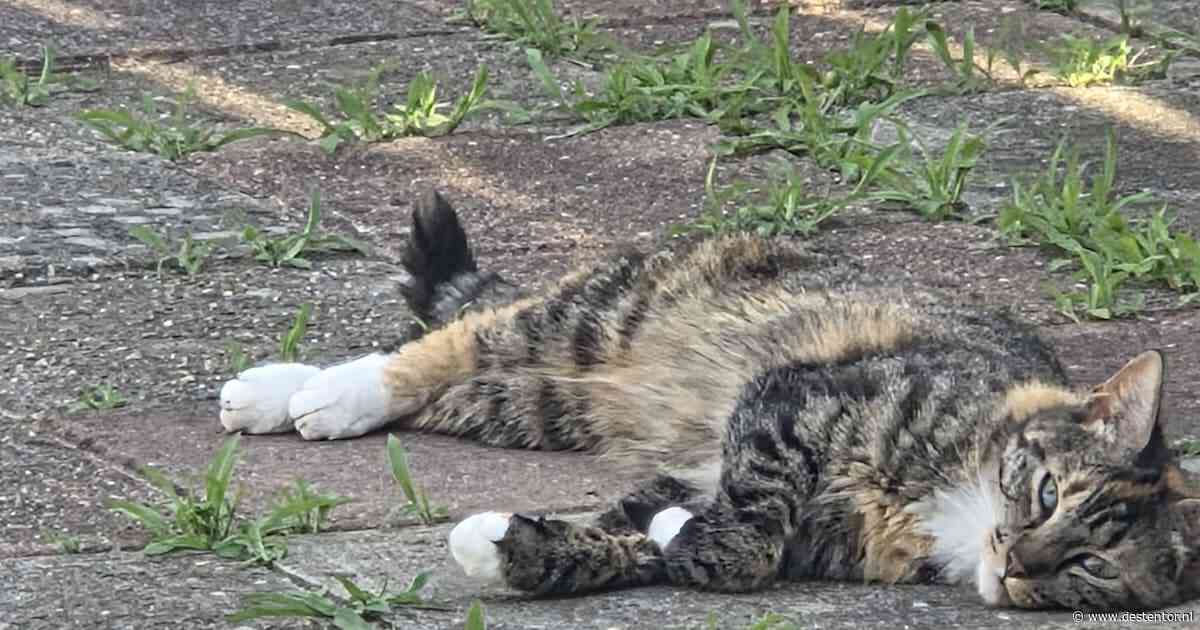 Heb jij Mia, Freya of Milo gezien? Deze vijf huisdieren worden in Zwolle vermist