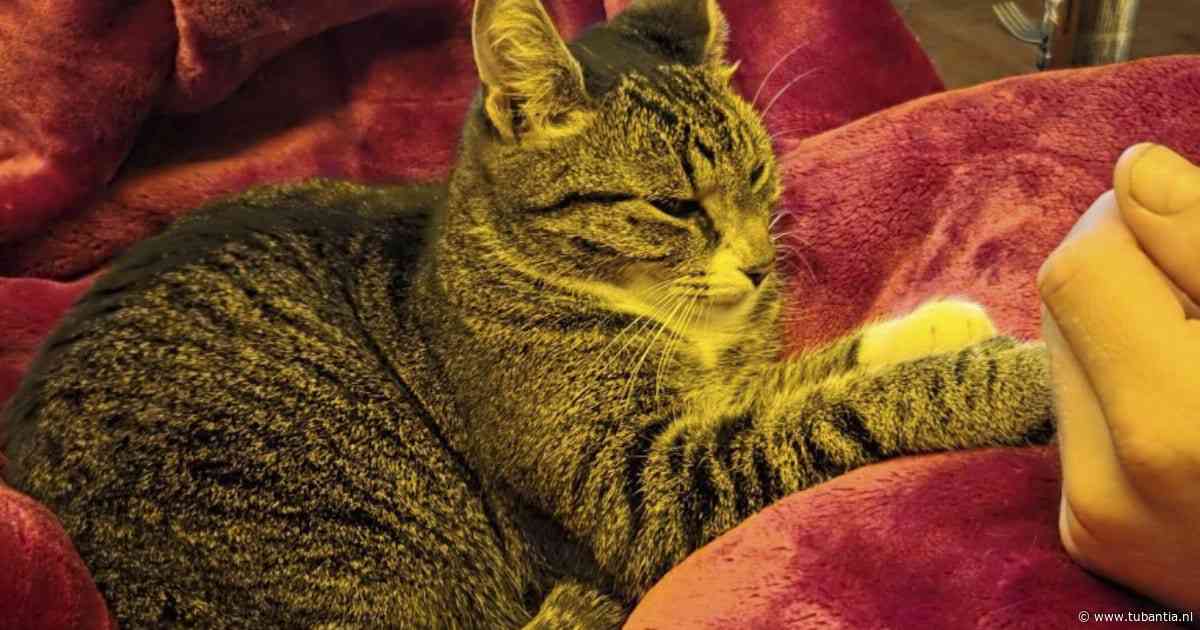 Heb jij Coby of Kirby gezien? Deze twee huisdieren worden in Enschede vermist
