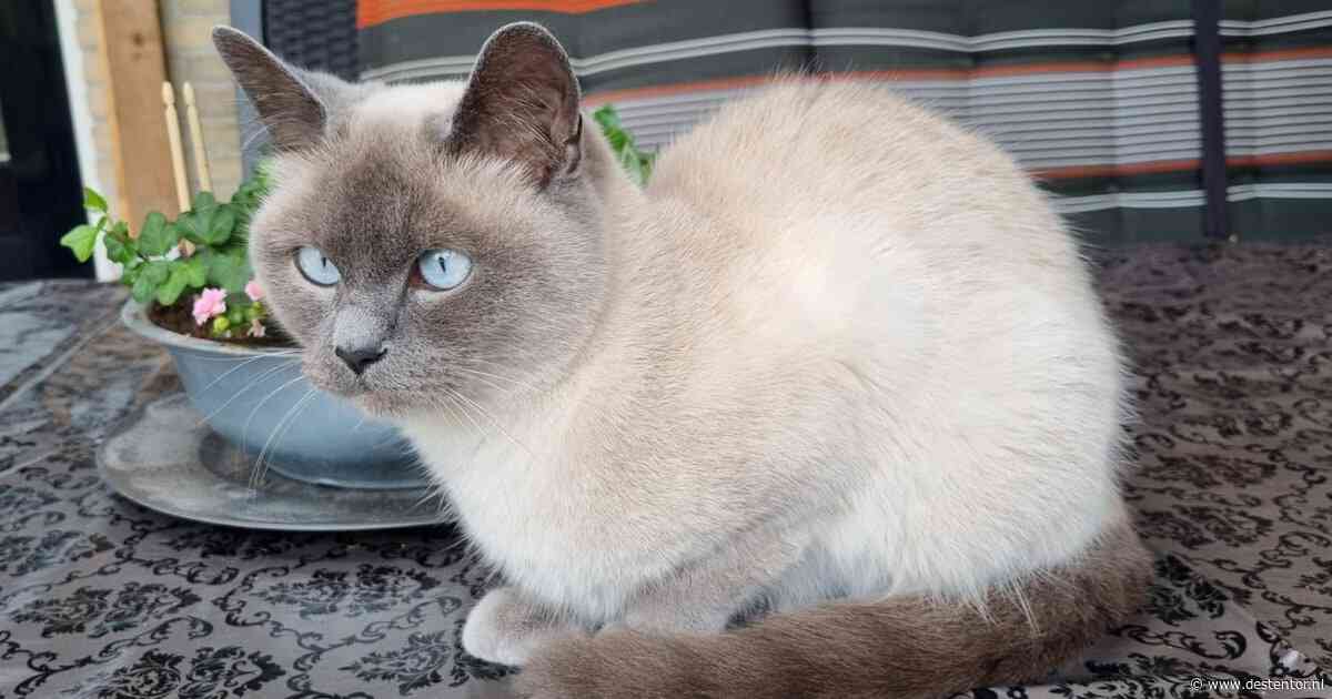 Heb jij Skye gezien? Dit huisdier wordt in Harderwijk vermist