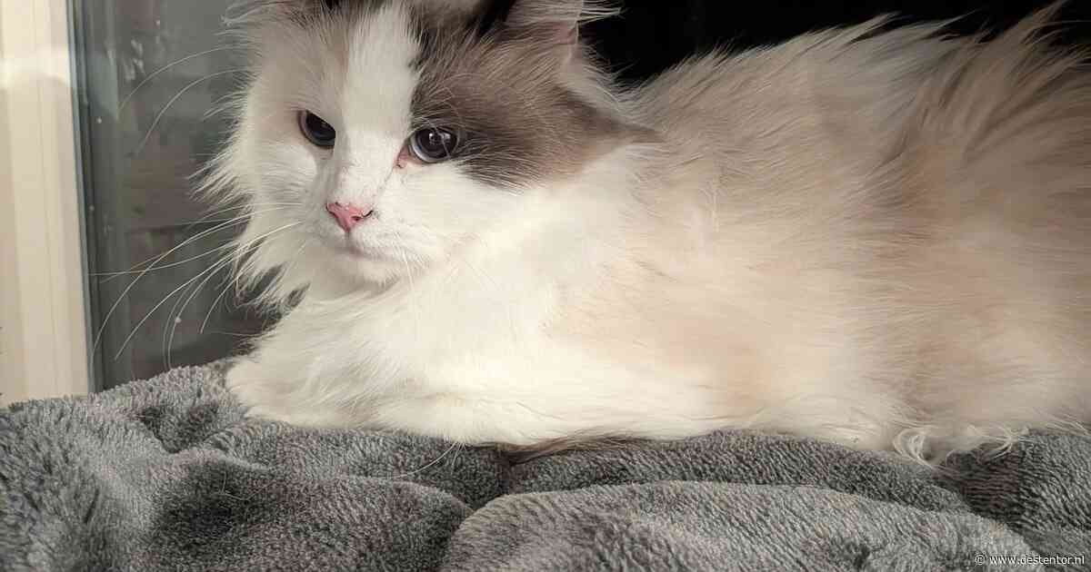 Heb jij Miney, Laura of Eva gezien? Deze vijf huisdieren worden in Lelystad vermist