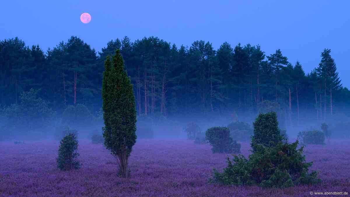 Zum letzten Mal in diesem Jahr: Bei Vollmond durch die Lüneburger Heide wandern