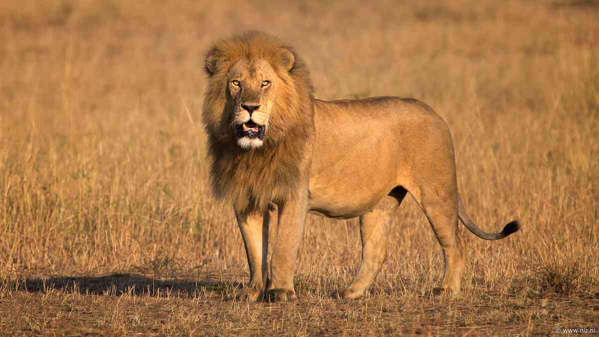 Tien leeuwen in Tanzania dood gevonden na mogelijke vergiftiging