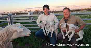 'We're in it for the long haul': Why the Barrett-Lennards believe in sheep