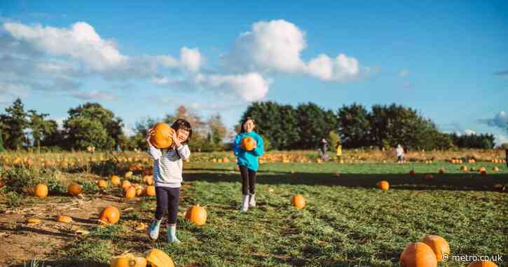 The 12 best pumpkin patches in and around London to visit this autumn