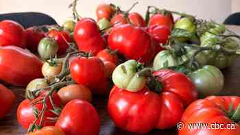 Saskatoon chef offers tips for using bountiful tomato crops