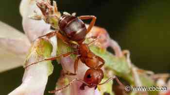 Alberta researchers investigate how zombie parasites take control of ant brains