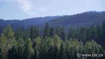 The province is proposing a ‘working forest’ model — but what does that mean?