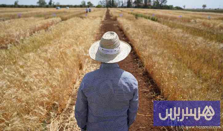 الذكاء الاصطناعي يرسم خريطة مخاطر أربعة أمراض تهدد القمح المغربي