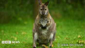 Animal sanctuary wins planning fight to stay