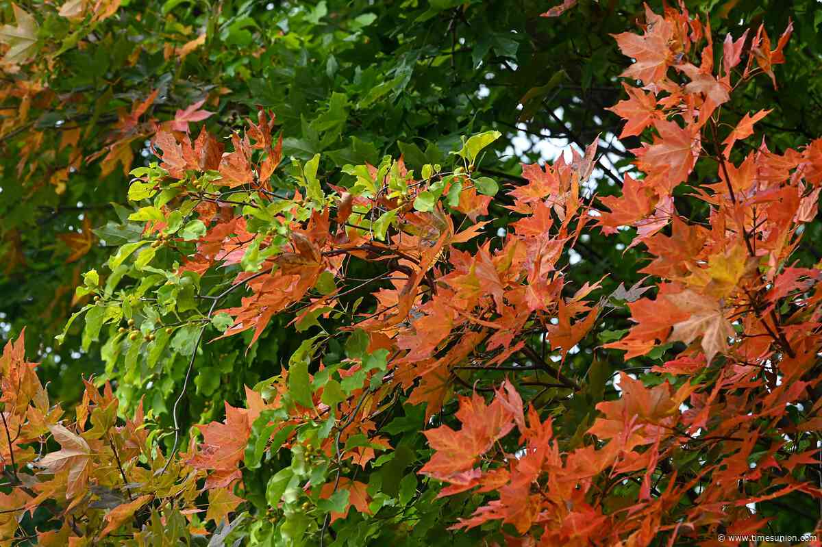 How the wet summer could shape New York’s fall foliage