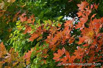 How the wet summer could shape New York’s fall foliage