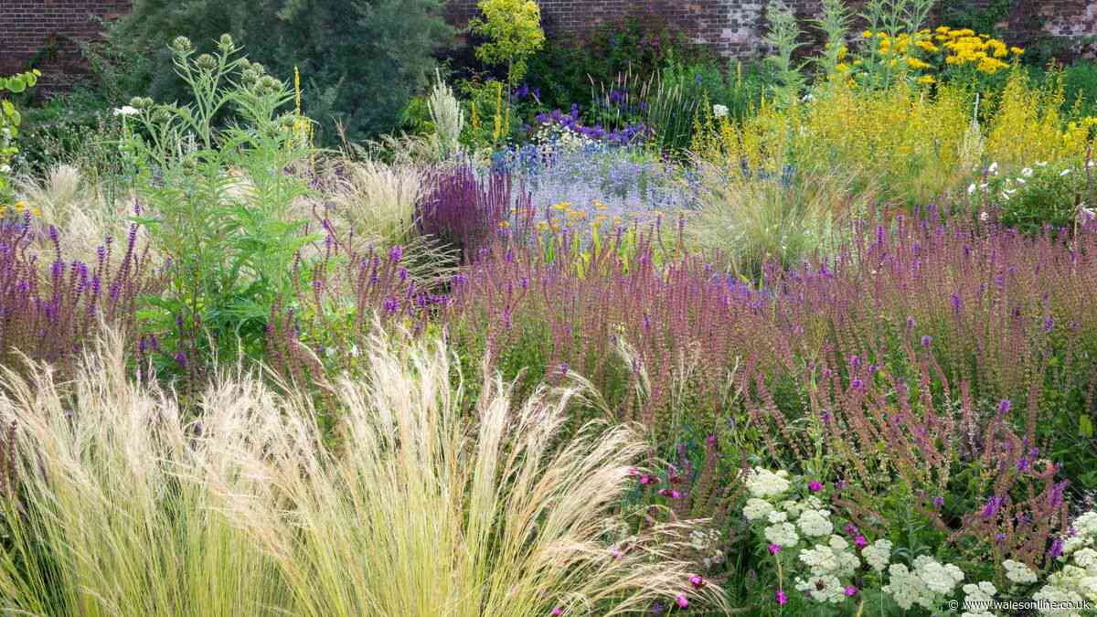 How and when to divide perennials to keep your garden looking vibrant