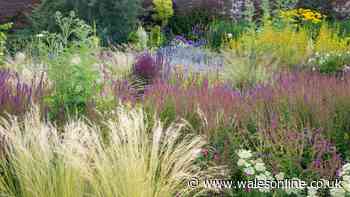 How and when to divide perennials to keep your garden looking vibrant