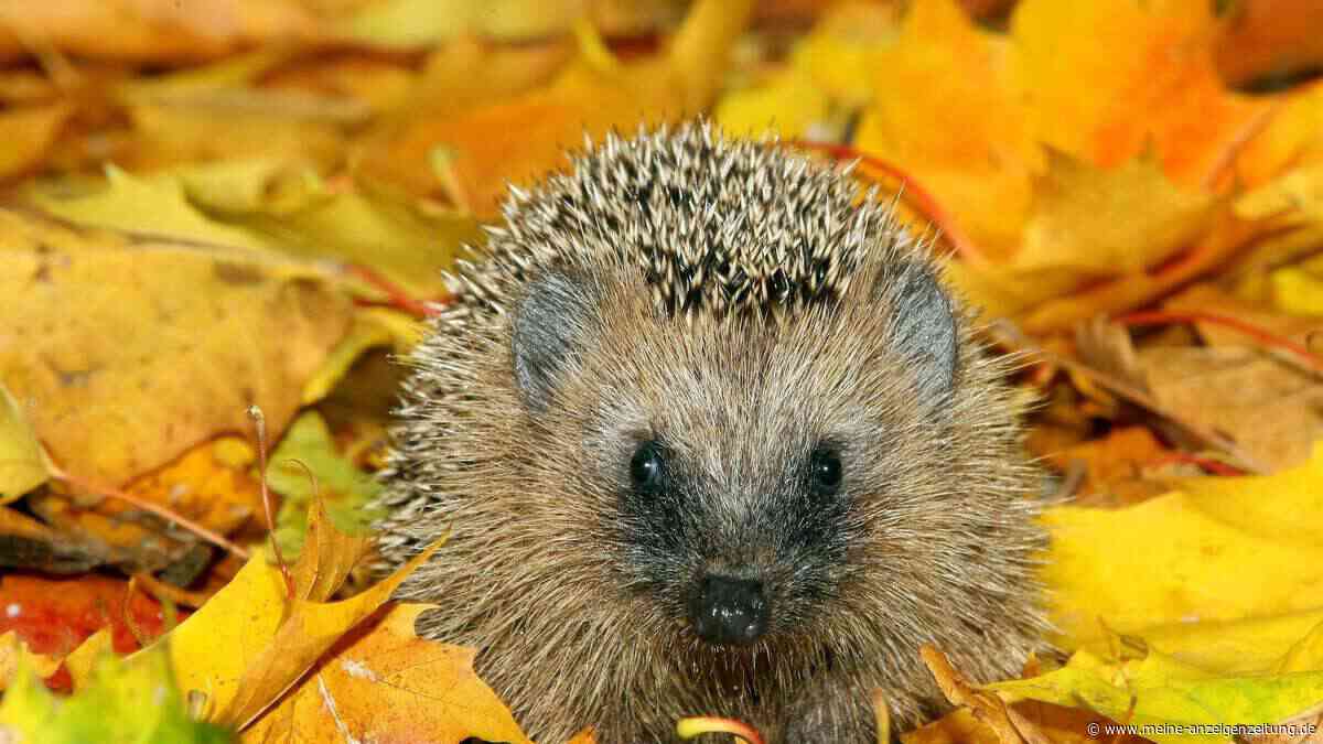 Wie viele Igel und Maulwürfe gibt es in Deutschland?