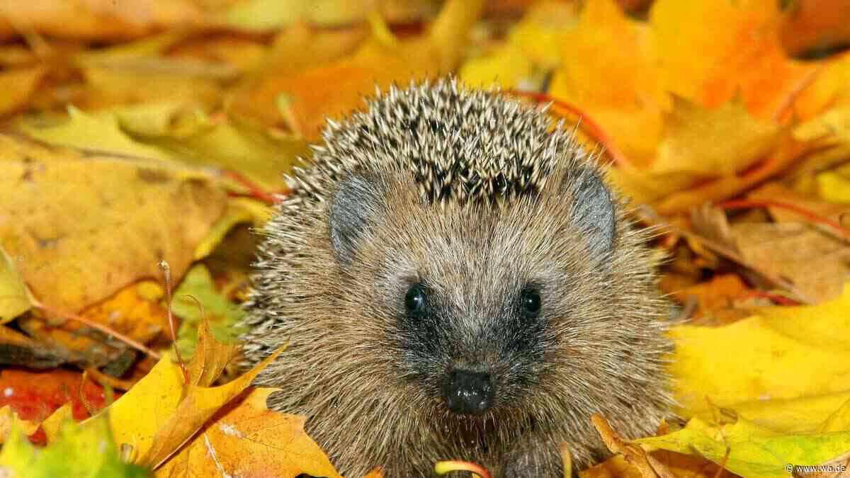 Wie viele Igel und Maulwürfe gibt es in Deutschland?