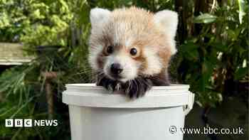 In Pictures: Baby pandas and charity abseilers