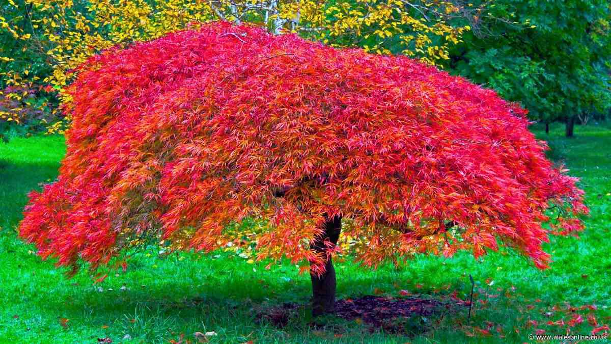 Japanese maples will grow better leaves if gardeners do 1 important task in September