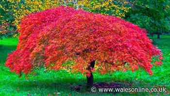 Japanese maples will grow better leaves if gardeners do 1 important task in September