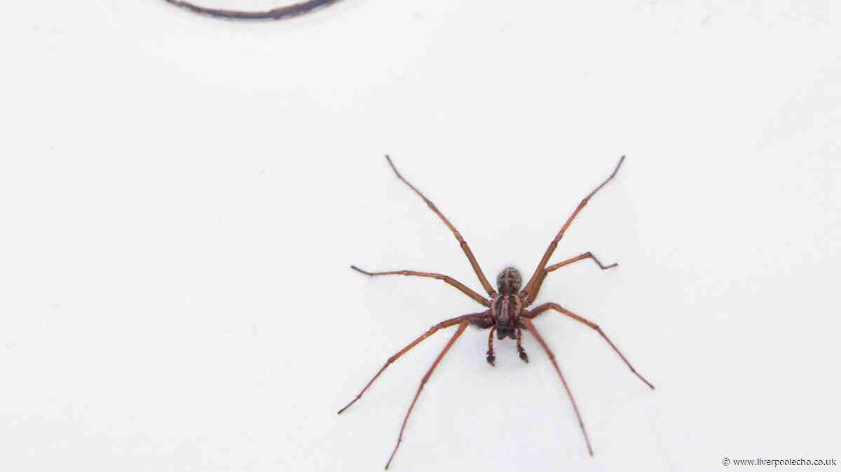 Keep spiders out all autumn with 1 simple item for your doors and windows