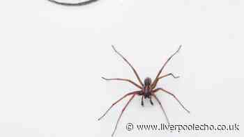 Keep spiders out all autumn with 1 simple item for your doors and windows