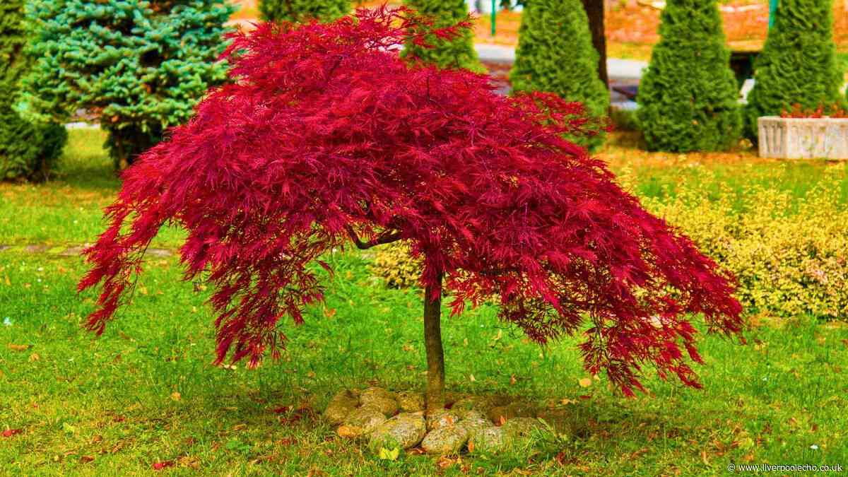 Gardeners urged to add one natural item to Japanese maples before autumn begins