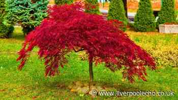 Gardeners urged to add one natural item to Japanese maples before autumn begins