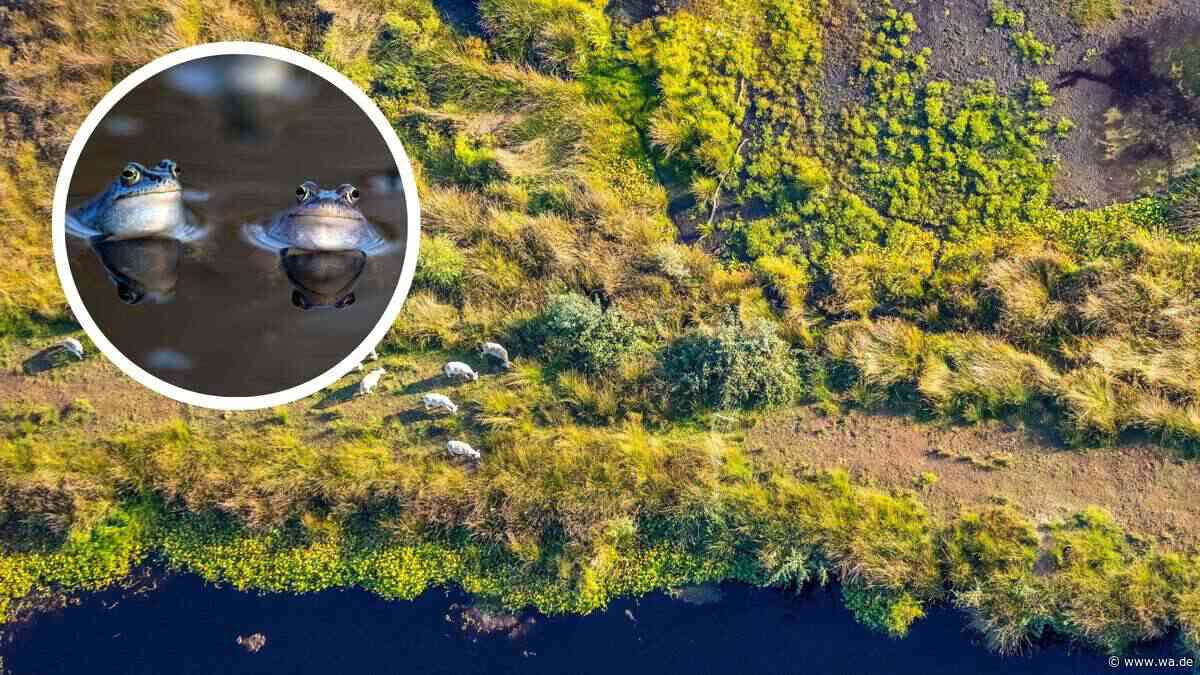 Blaue Frösche und Möwen: Faszinierende Natur in Moorlandschaft in NRW