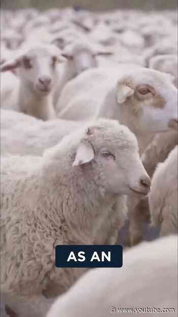Prophecies Fulfilled  Goats, Sheep, and Nations!
