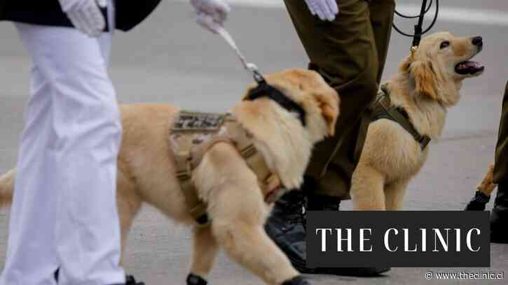 ¿Perros adictos para detectar droga? Carabineros desmitifica la creencia popular sobre el adiestramiento de canes especializados