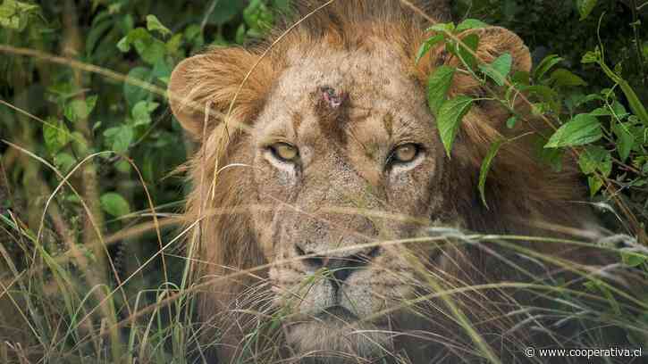 Diez leones murieron por supuesto envenenamiento en reserva natural de Tanzania