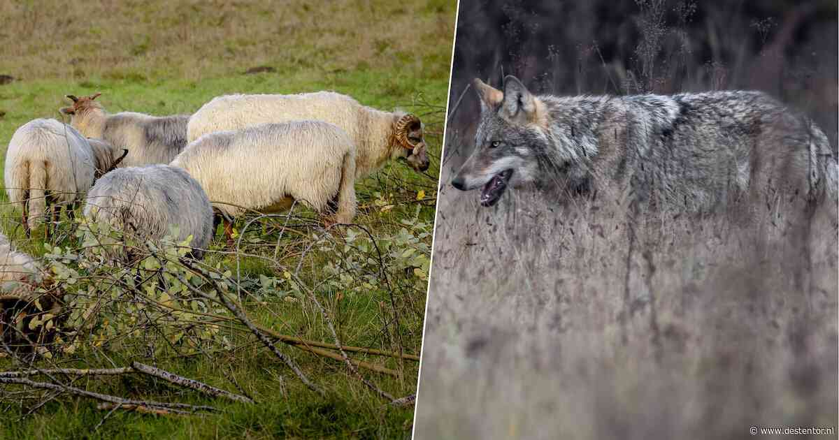 Provincie grijpt niet in bij lokkooi met levende schapen om wolf te vangen